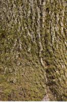 photo texture of tree bark 0002